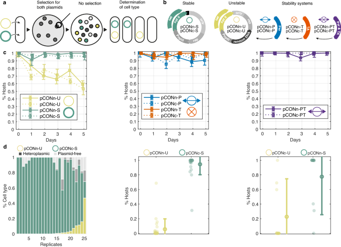 How Do Toxin Antitoxin Systems Contribute to Plasmid Maintenance