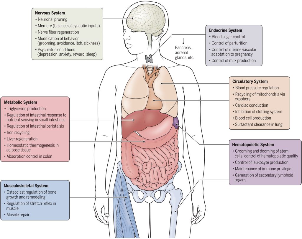 What is Immune System Maintenance